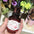 Pomegranate Skin Care Moist Soft Skin Moisturizing Water