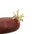 Crochet de mouche de Simulation de bouche de cheval rayé blanc de pêche à la mouche, appât artificiel de ver à pain, crochet de mouche
